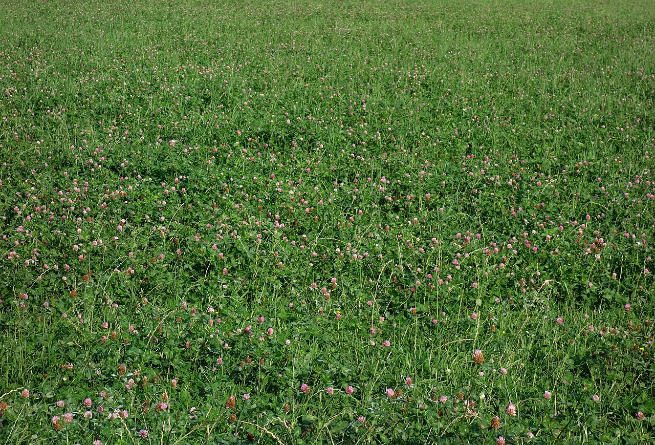 Campo di trifoglio rosso (Trifolium pratense), leguminosa che fissa l'azoto