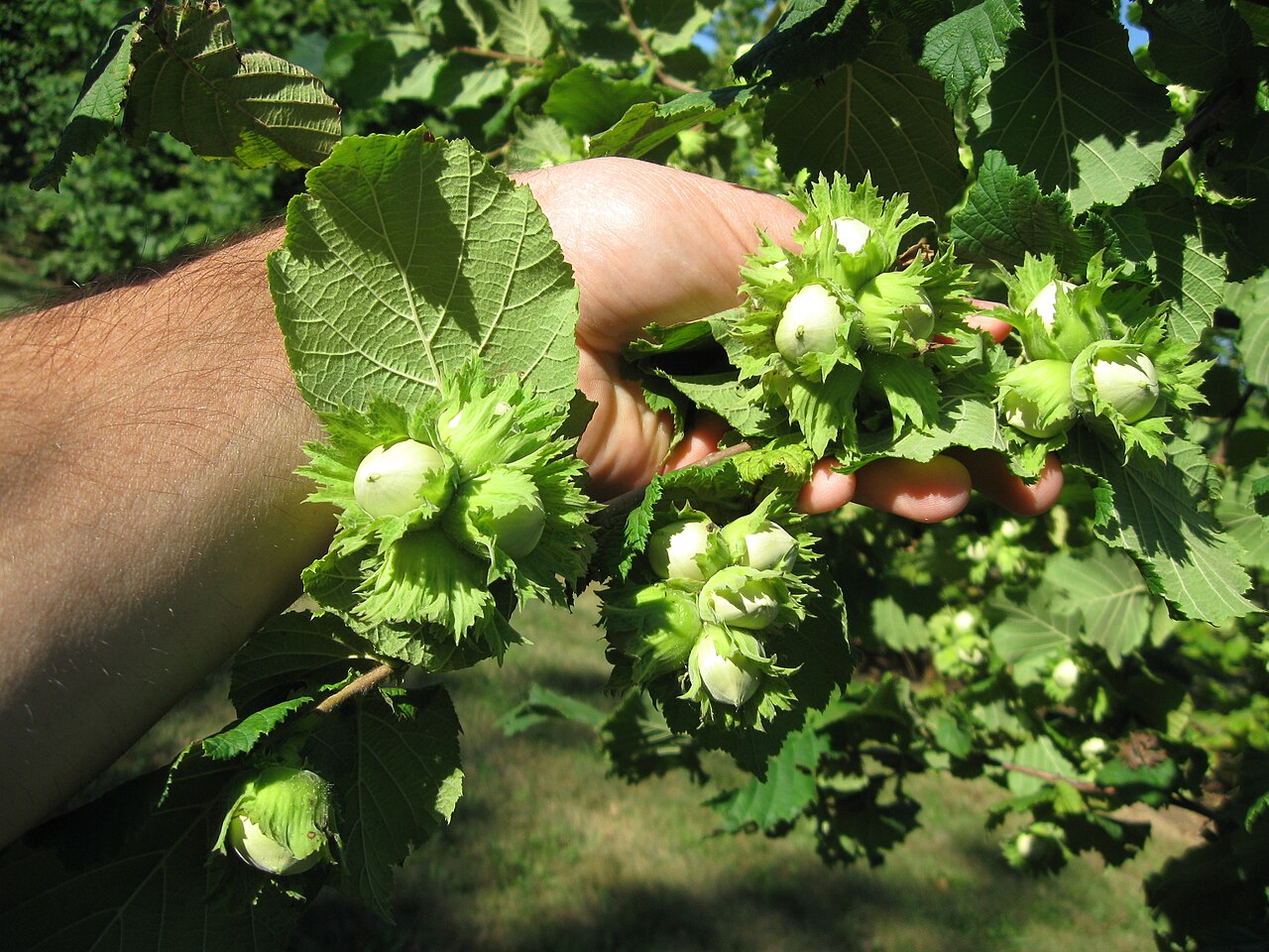 Rametto di nocciolo (Corylus avellana) con frutti nel noccioleto
