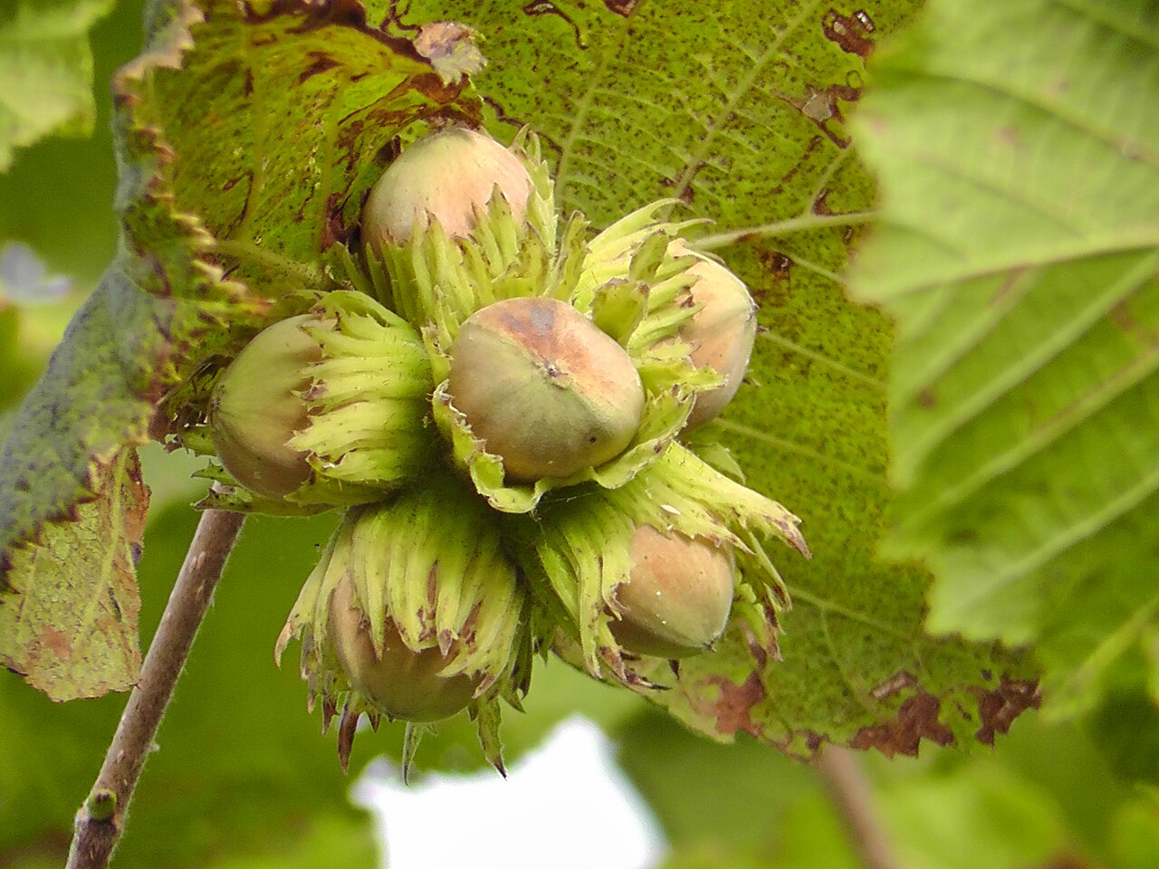 Nocciola (Corylus avellana) come arbusto naturale con più guide che emergono dalla base