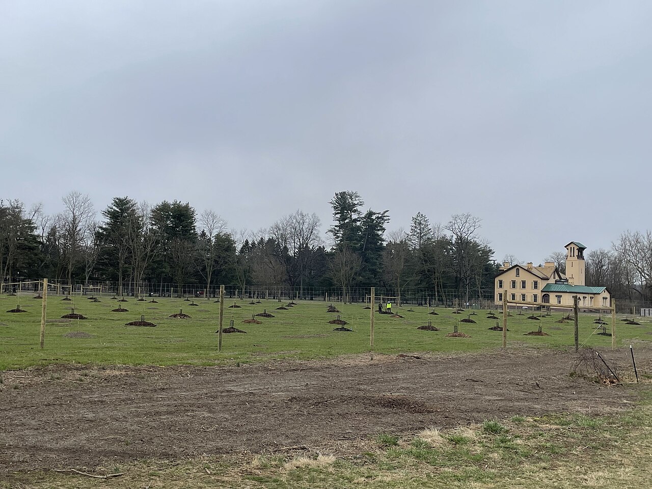 Giovani piantine piantate in cumuli di terra nel campo