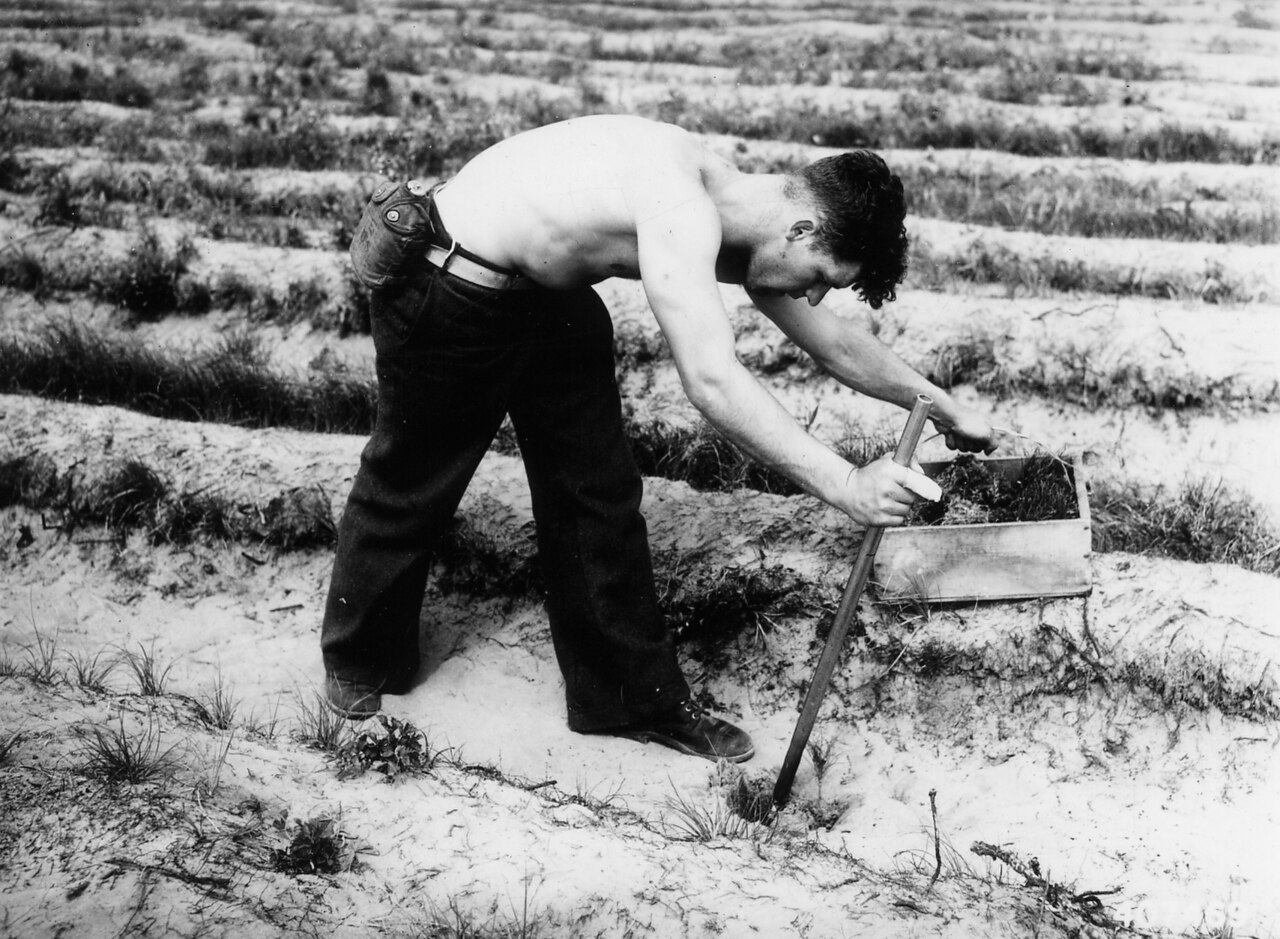 Messa a dimora manuale di una giovane piantina arborea con barra di piantagione (planting bar)