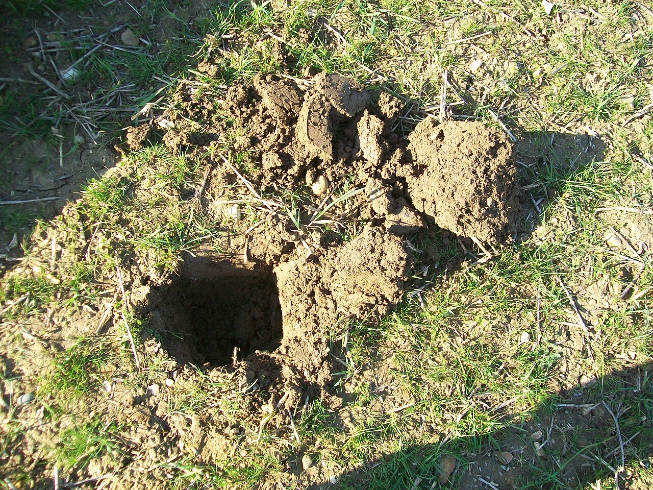 Hole dug in ground for planting