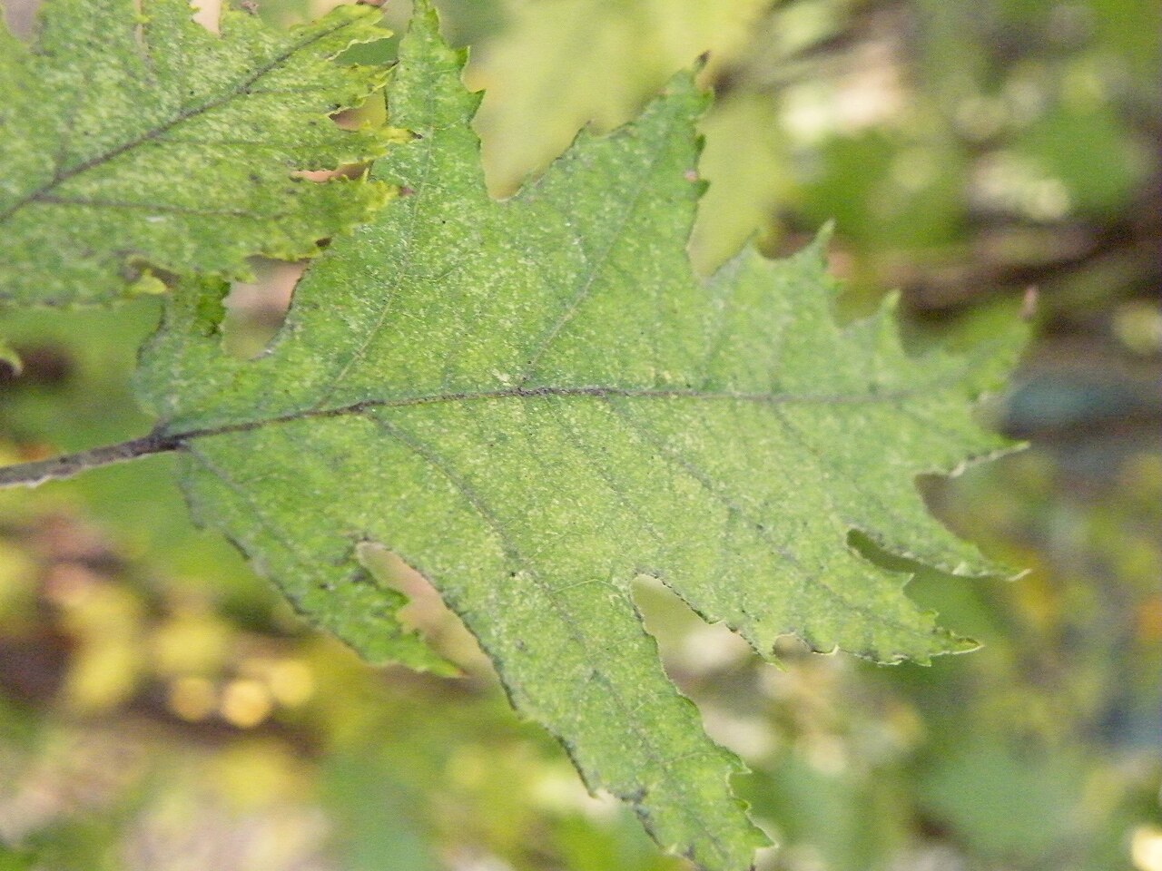 Foglia di nocciola (Corylus avellana) da vicino
