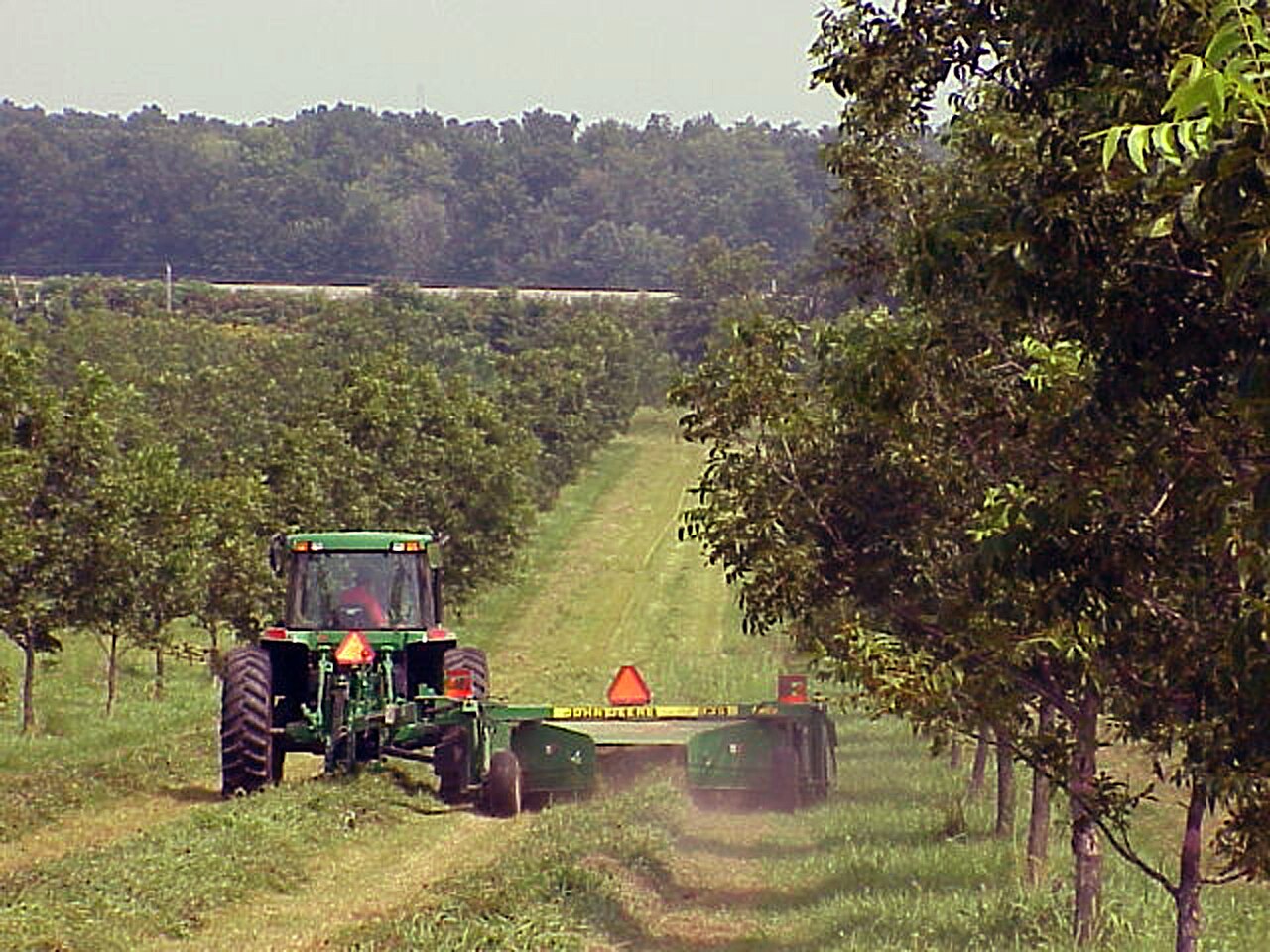 tractor mowing orchard rows