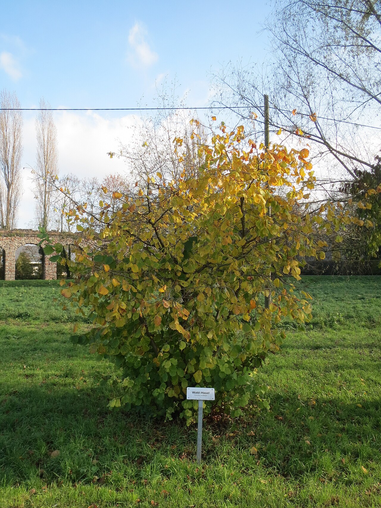 Cespuglio di nocciolo (Corylus avellana) — coltura permanente che con gli anni perde produttività e richiede ringiovanimento