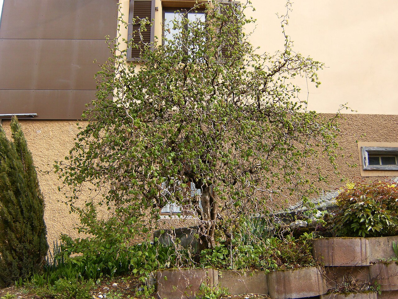 Cespuglio di nocciolo (Corylus avellana) con più rami basali