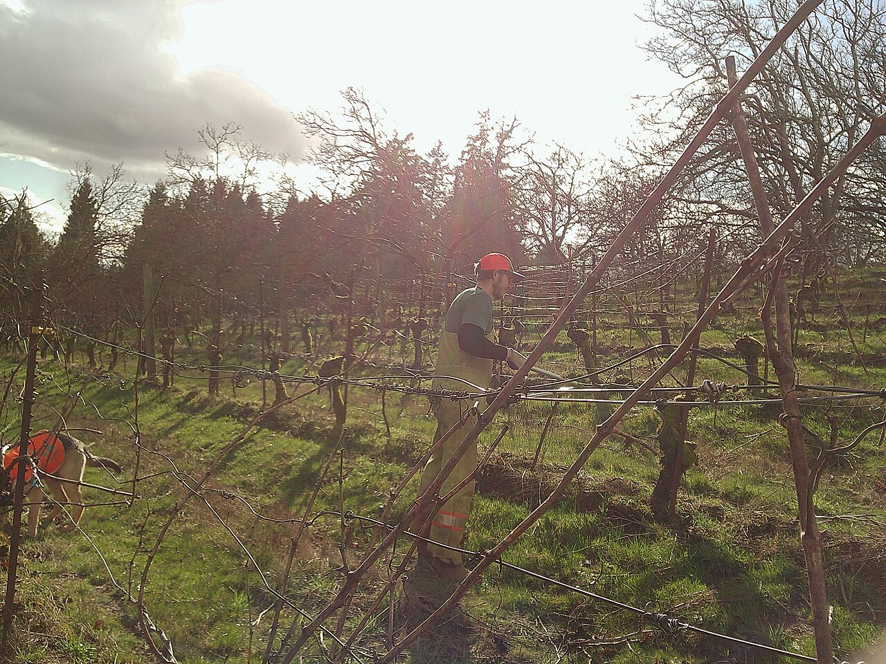Worker pruning hazelnut trees