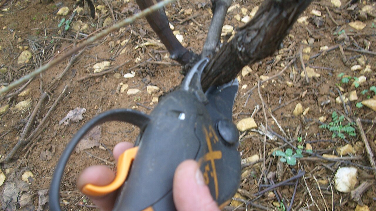 Giovane arbusto di nocciolo (Corylus avellana) con vigorosi ricacci eretti alla base