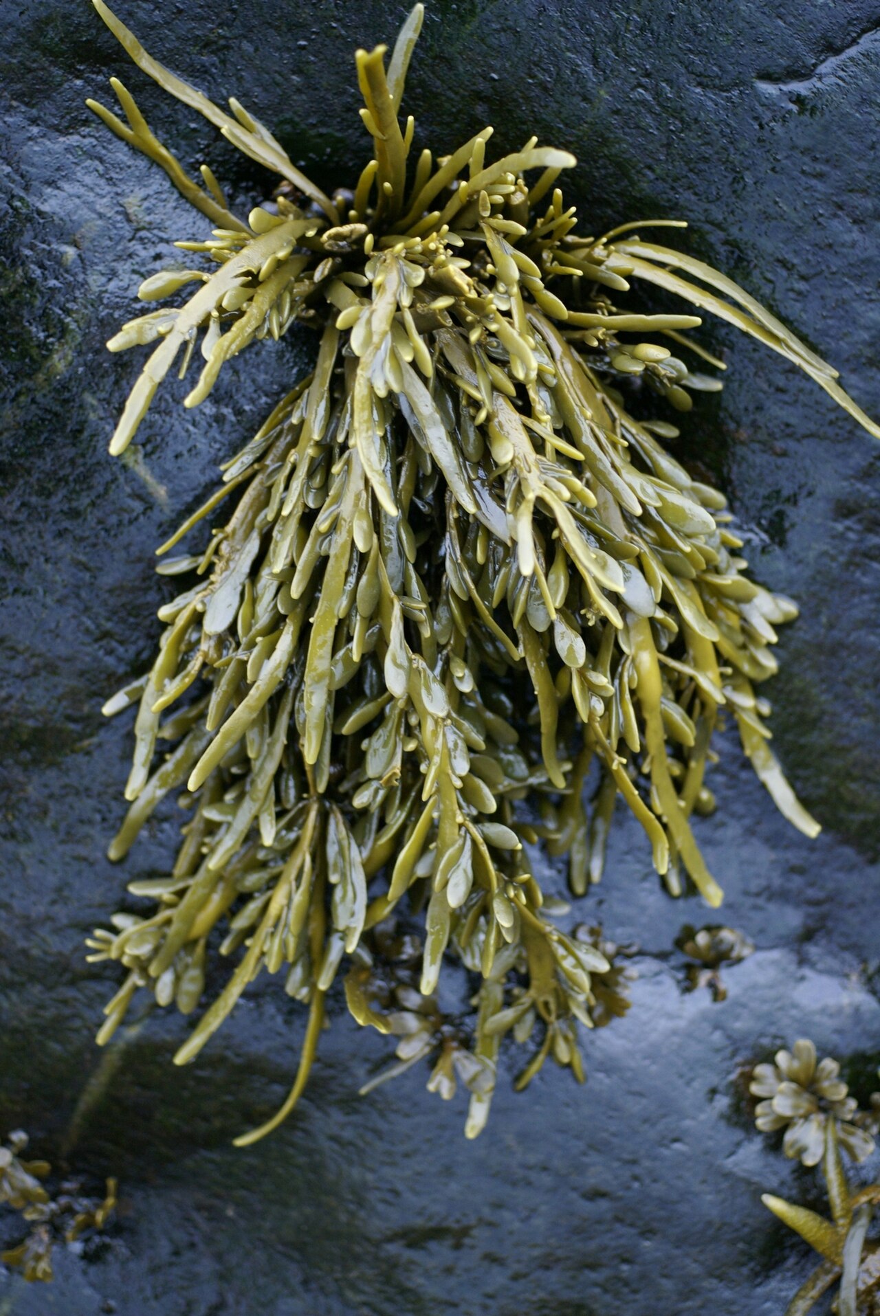 Alga bruna Ascophyllum nodosum, la materia prima più comune per gli estratti di alghe marine nei biostimolanti