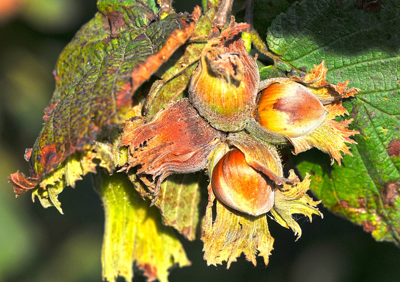 Frutti e foglie di nocciolo (Corylus avellana)