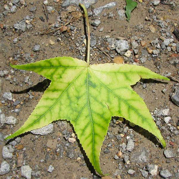 Clorosi interveinale della foglia: ingiallimento del tessuto tra le venature mentre le venature rimangono verdi, segno tipico di carenza di magnesio (rappresentato su una foglia di altra specie)