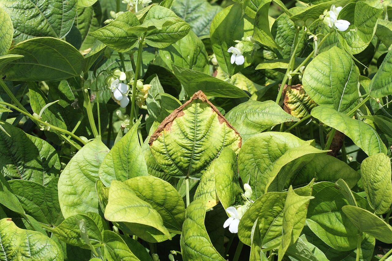 Carenza di potassio — ingiallimento e imbrunimento (necrosi) dei bordi delle foglie (mostrato sui fagioli)