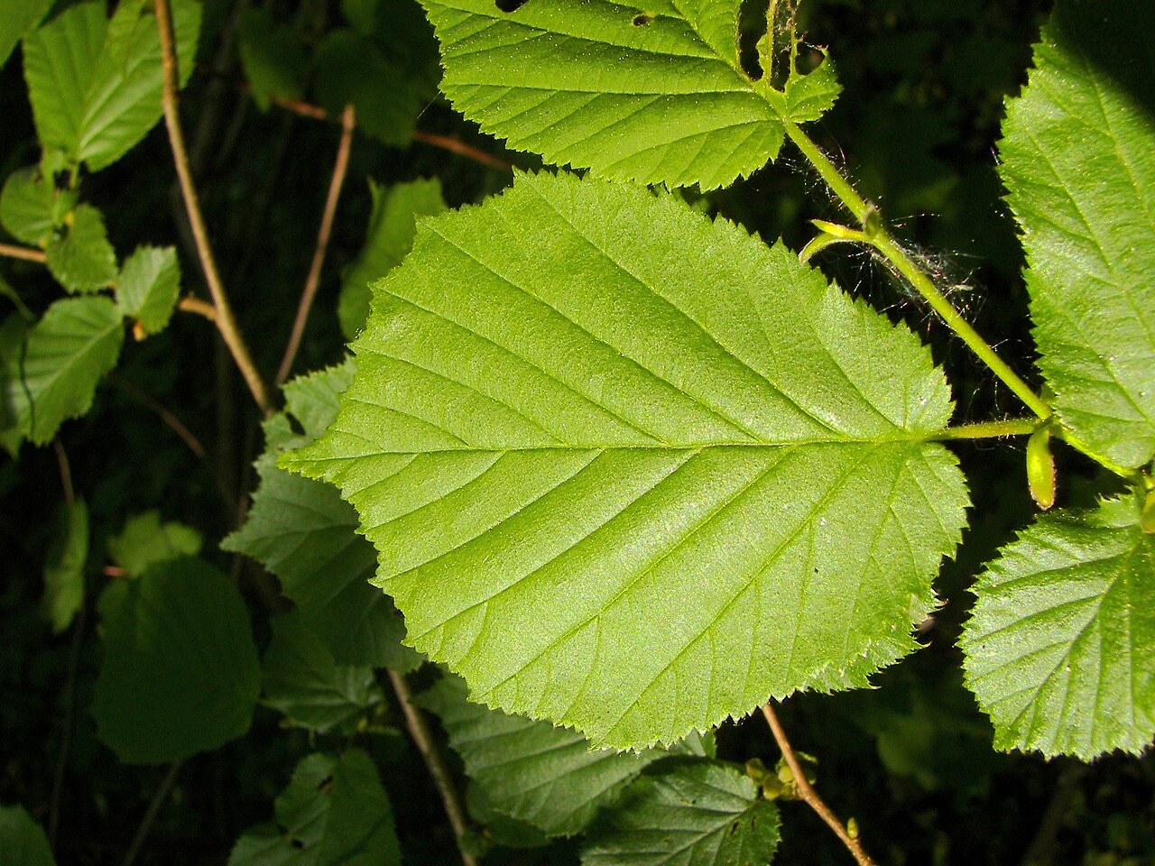 Foglia sana e verde di nocciolo (Corylus avellana) — aspetto di riferimento della lamina e delle venature