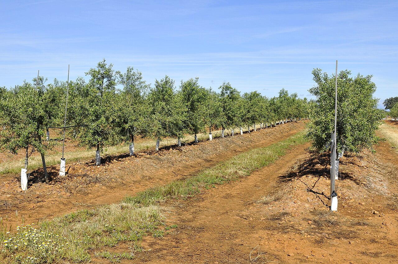 Sistema di irrigazione in noccioleto