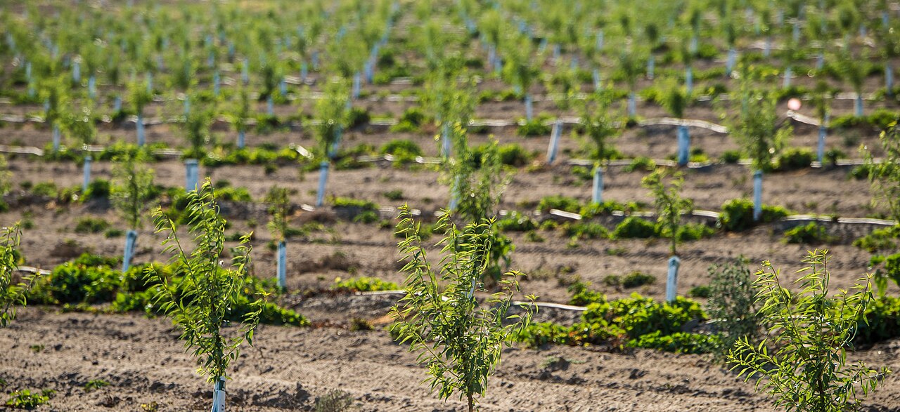Young hazelnut trees irrigation