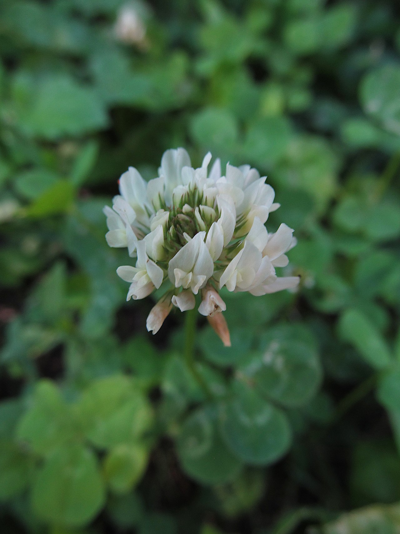 Trifoglio bianco (Trifolium repens), parte comune dei miscugli erba-trifoglio per l'erba