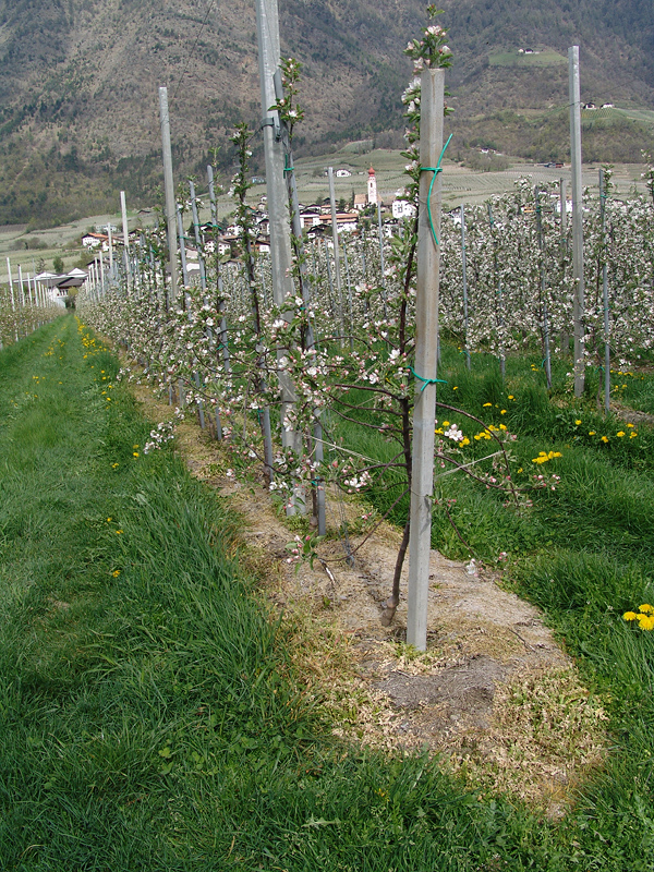 Striscia libera trattata con erbicida in fila di un frutteto