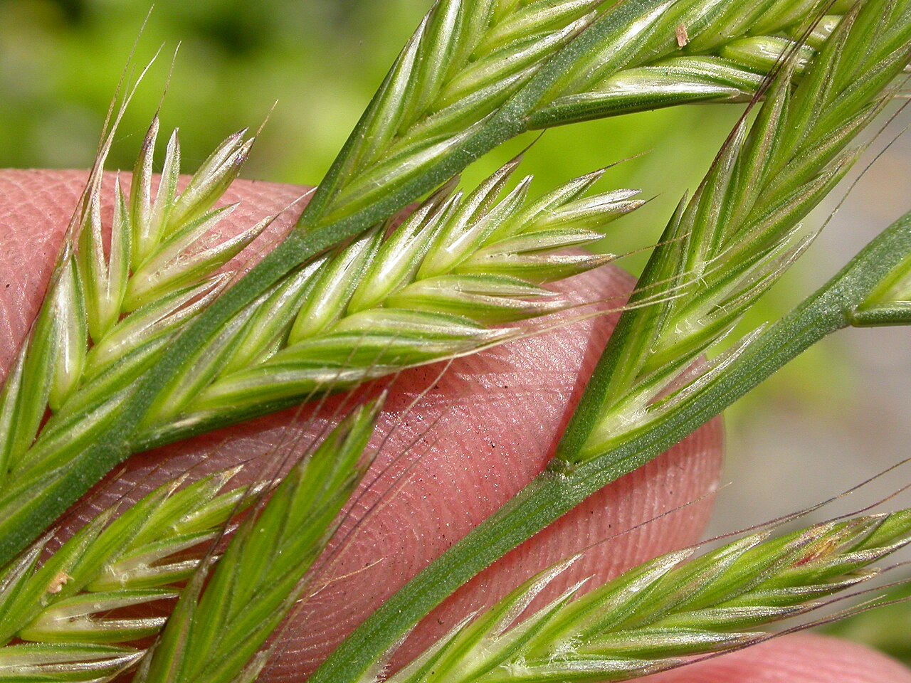 Lolium multiflorum, un'infestante in cui è stata confermata la resistenza al glifosato nelle colture di nocciolo