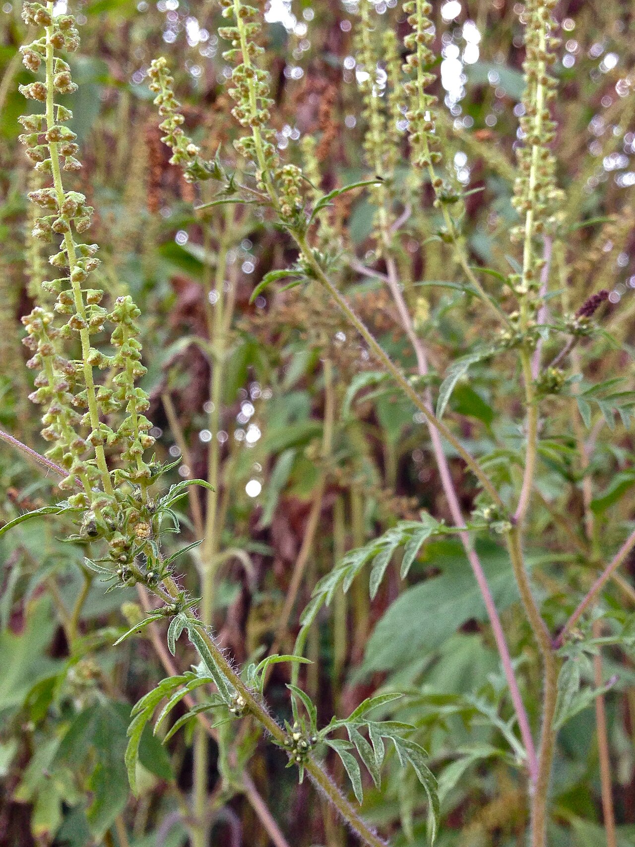 Ambrosia artemisiifolia, un'infestante in cui in Croazia è stata accertata la resistenza agli erbicidi ALS