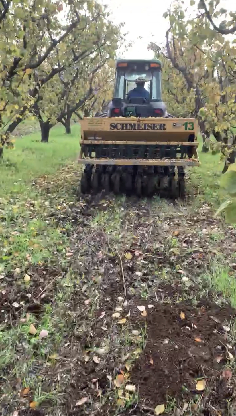 Semina di una coltura di copertura con seminatrice, misura non chimica per il controllo delle infestanti nel noccioleto