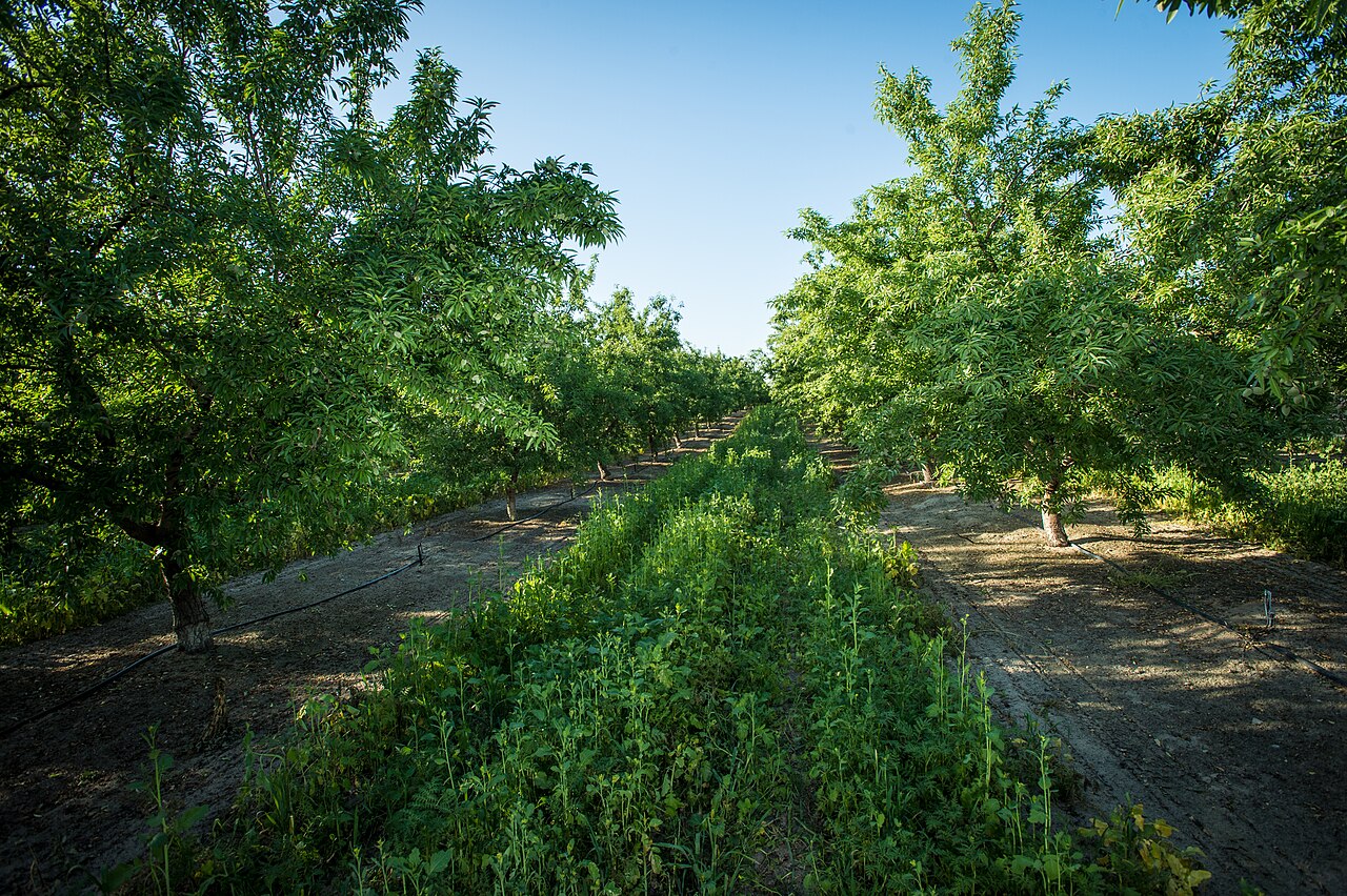 Coltura di copertura nello spazio intercorsivo del noccioleto con microirrigazione