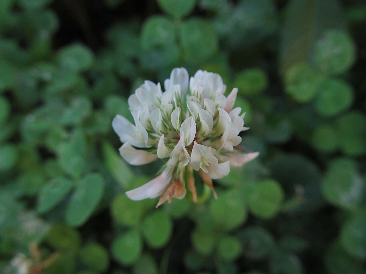 Trifoglio bianco (Trifolium repens), leguminosa per la fissazione dell'azoto nella coltura di copertura
