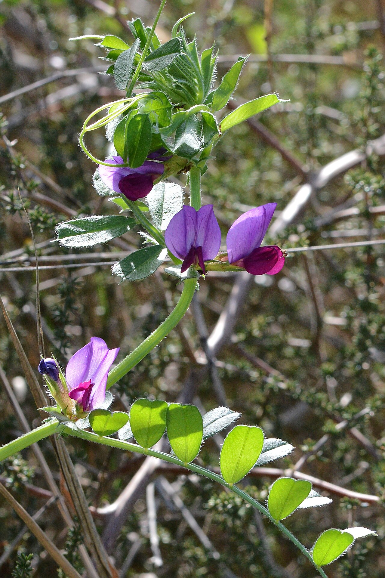 Veccia (Vicia sativa), leguminosa per la concimazione verde e il controllo delle infestanti