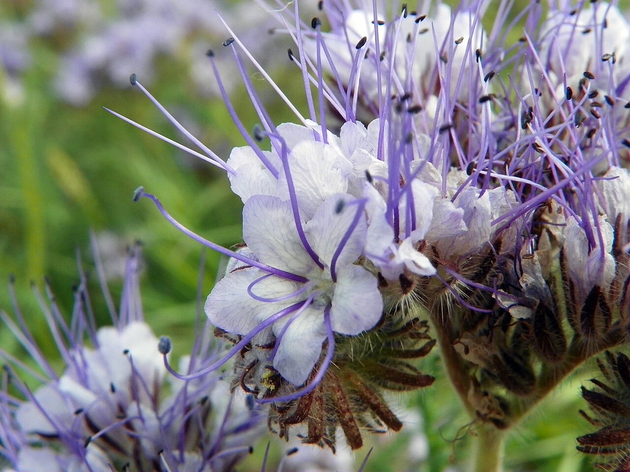 Facelia (Phacelia tanacetifolia) in fiore, rapida coltura di copertura e pascolo per gli impollinatori