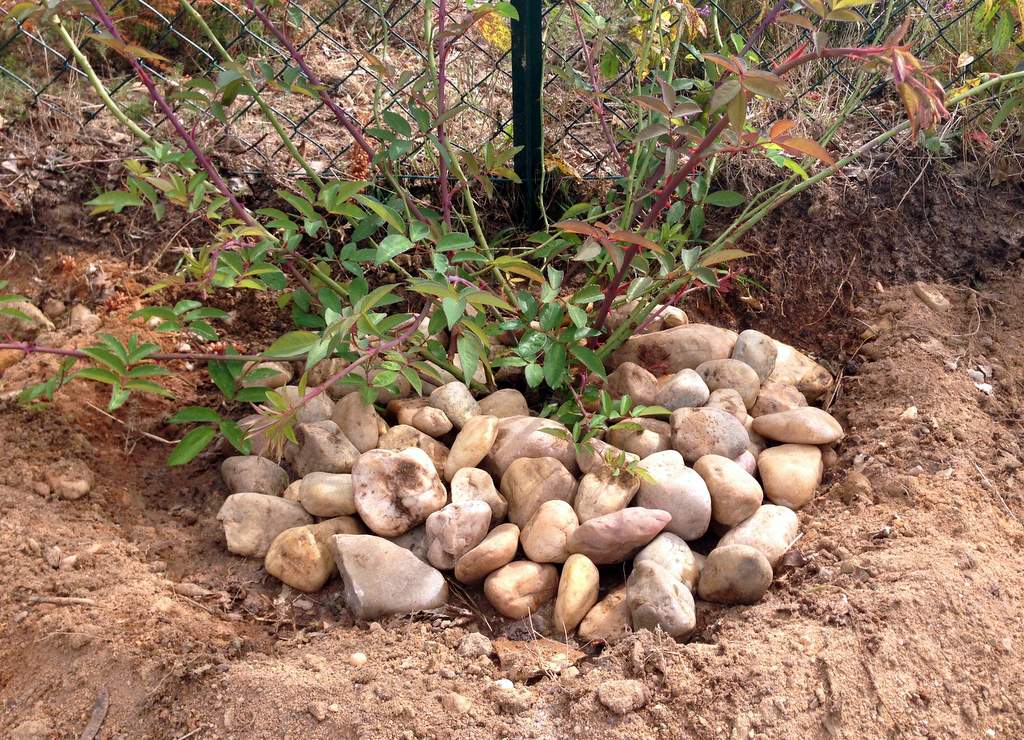 Copertura del suolo con ciottoli (pacciamatura minerale) intorno alla pianta come barriera fisica alla germinazione delle infestanti