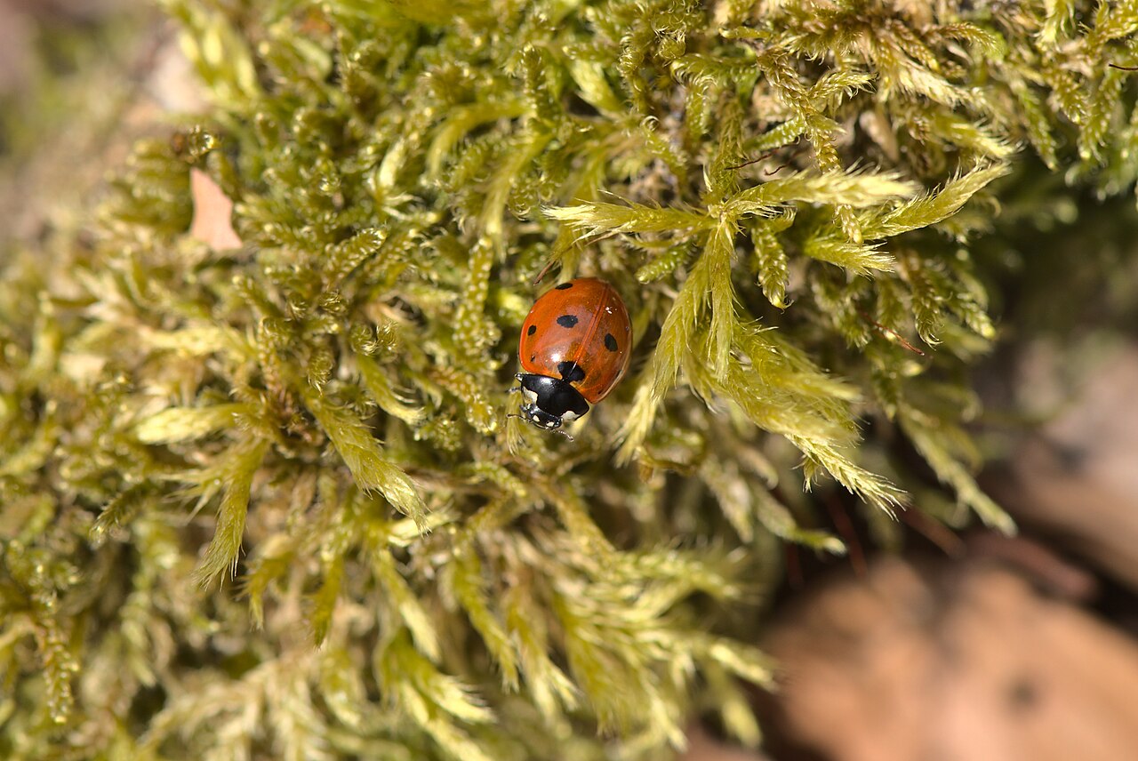 Coccinella settepunti (Coccinella septempunctata), efficace predatore degli afidi