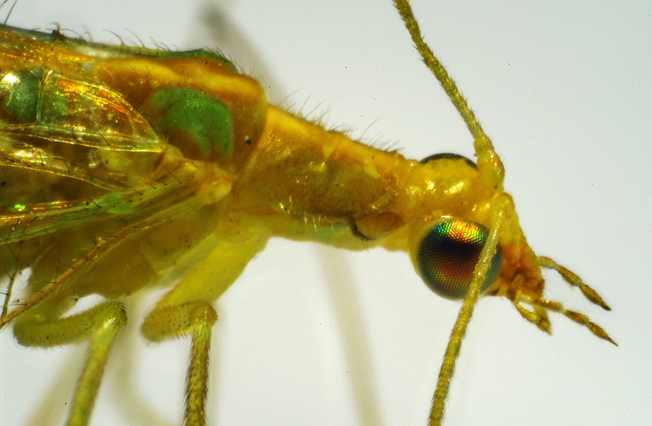 Crisope adulta (Chrysoperla carnea); le sue larve divorano gli afidi