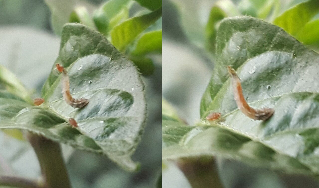 Larva di sirfide che cattura un afide