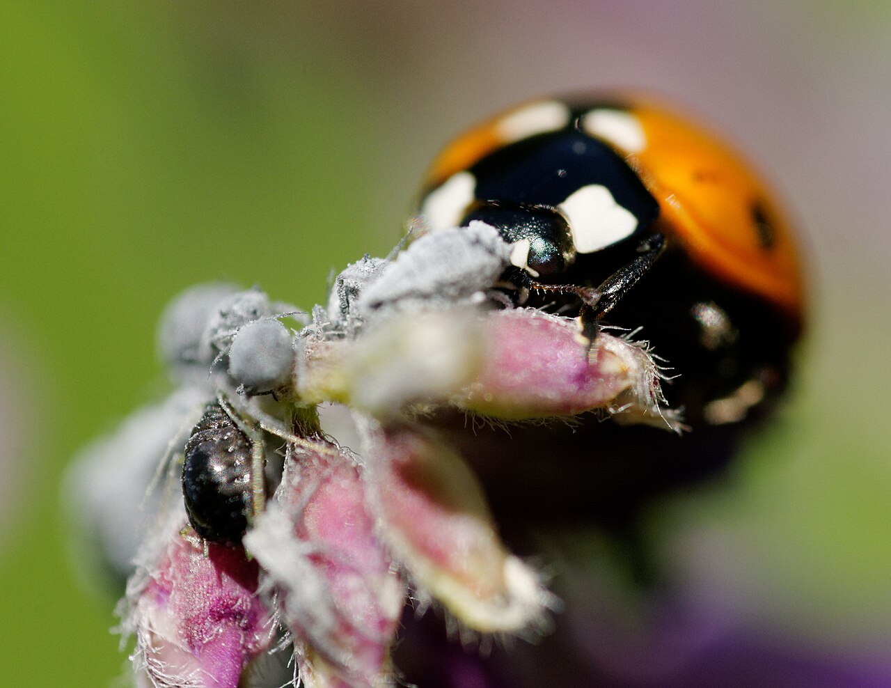 Ladybug eating aphids on plant