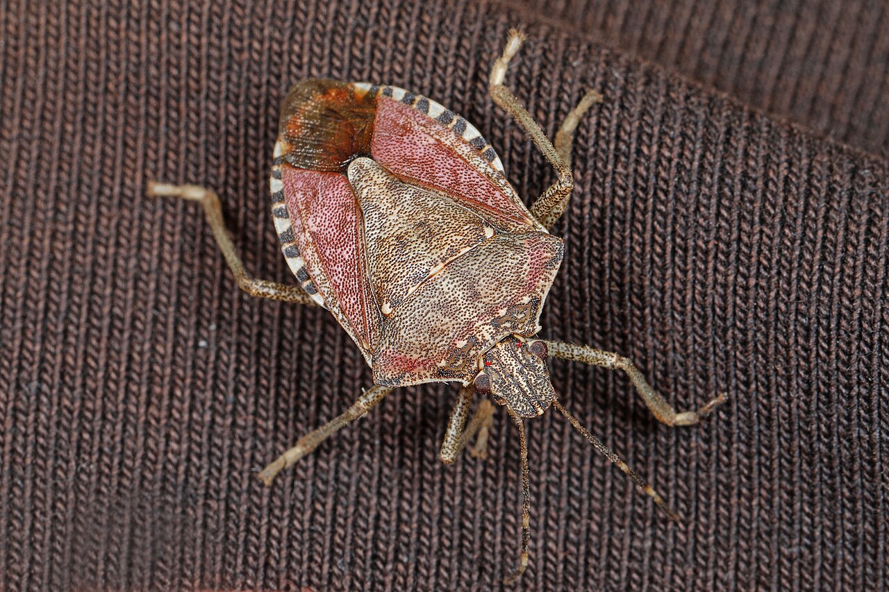 Cimice marmorata asiatica adulta (Halyomorpha halys) su una foglia