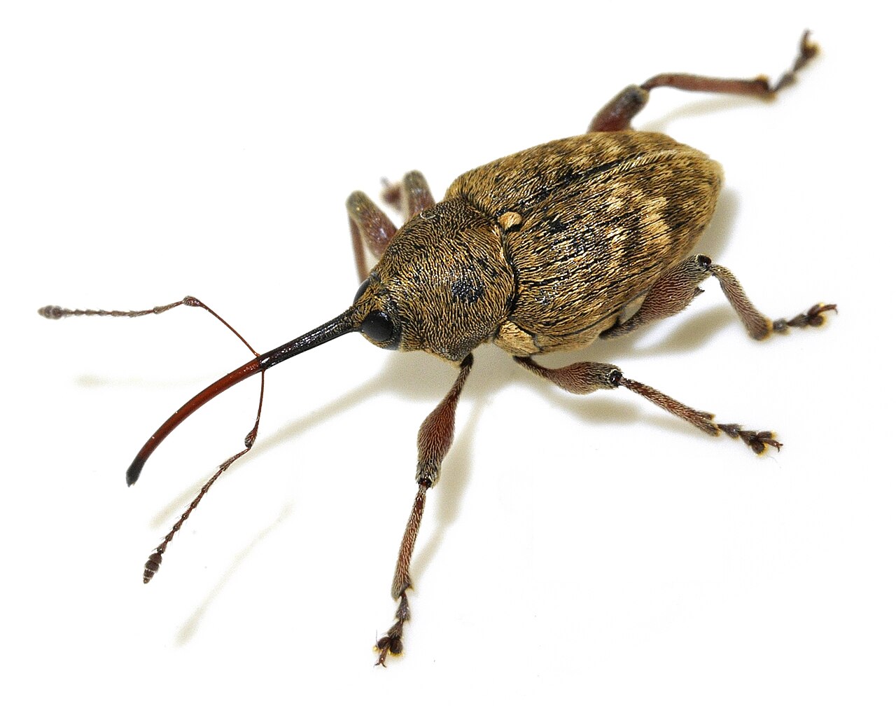 Curculione del nocciolo adulto (Curculio nucum), rostro con caratteristico lungo rostro