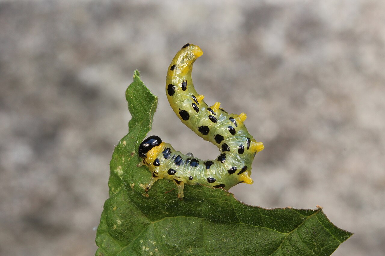 Larva della vespa delle foglie della nocciola (Craesus septentrionalis) in posa difensiva a "S"
