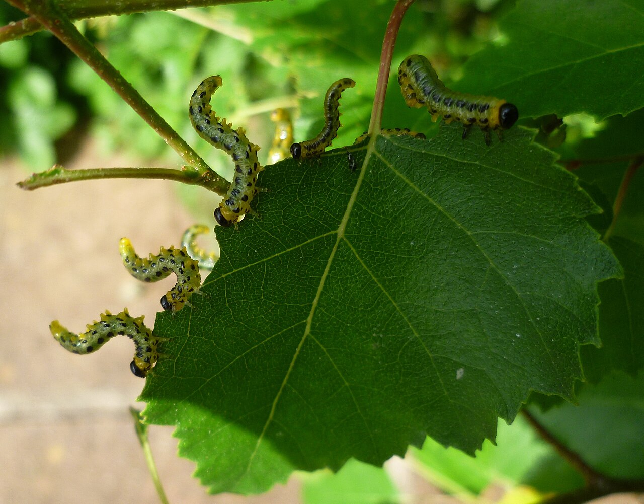 caterpillars on leaf