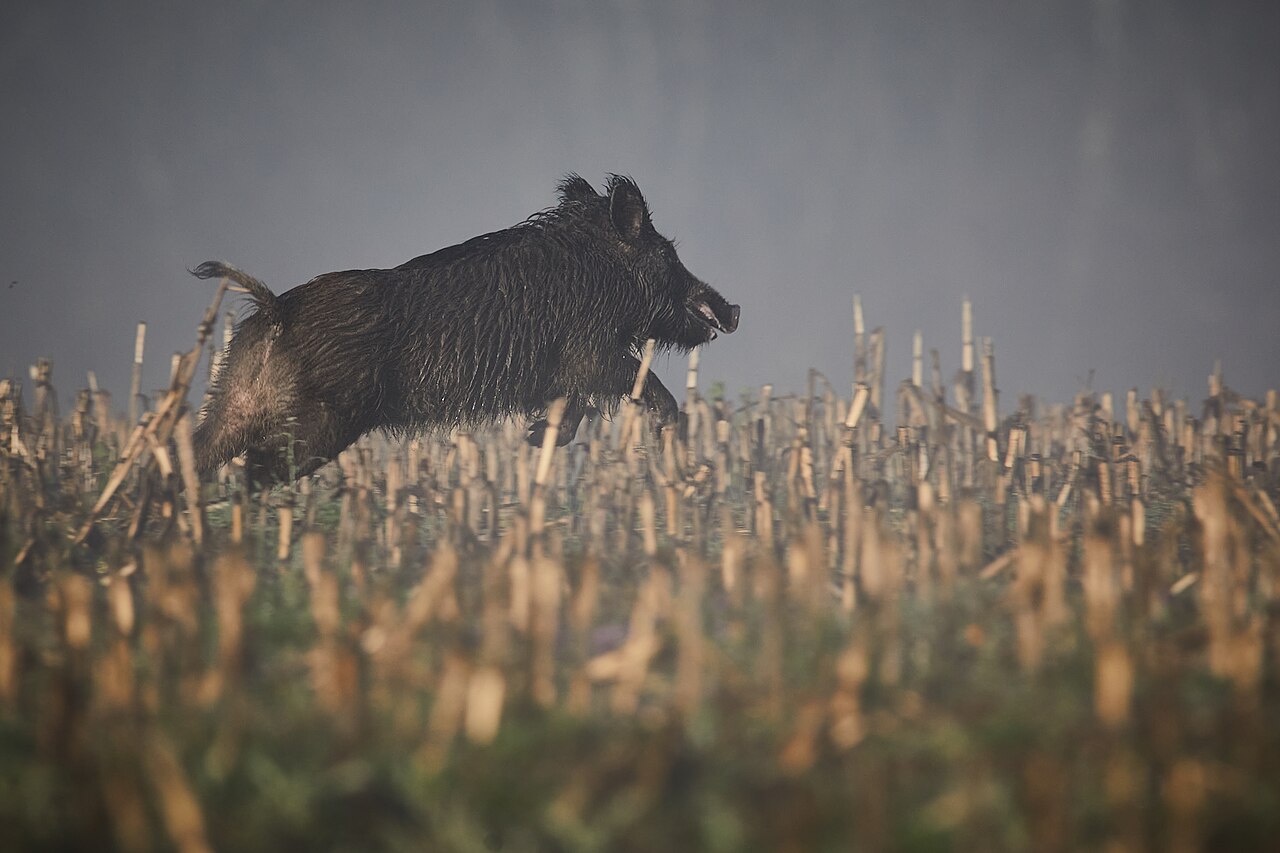 Cinghiale (Sus scrofa) in ambiente naturale
