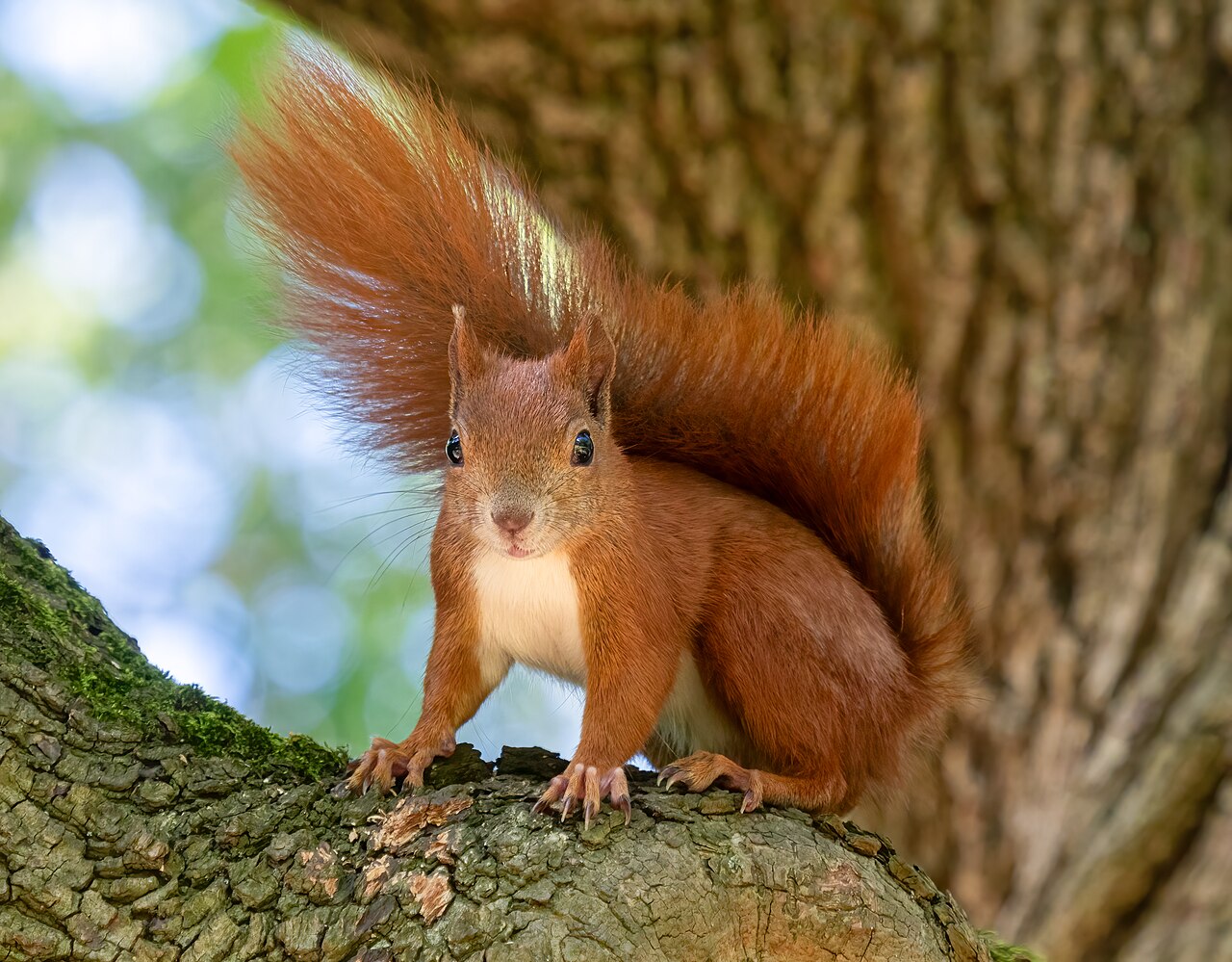 Scoiattolo (Sciurus vulgaris), il principale ladro di frutti di nocciolo