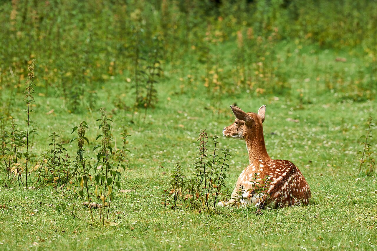 Capriolo (Capreolus capreolus), brucia giovani germogli e apici