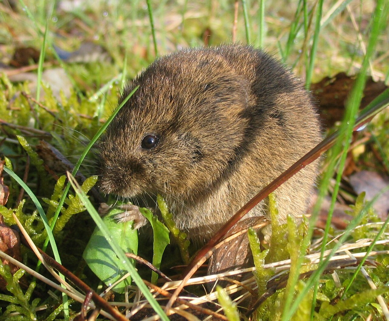 Arvicola di campo (Microtus arvalis), roditore che danneggia corteccia e radici
