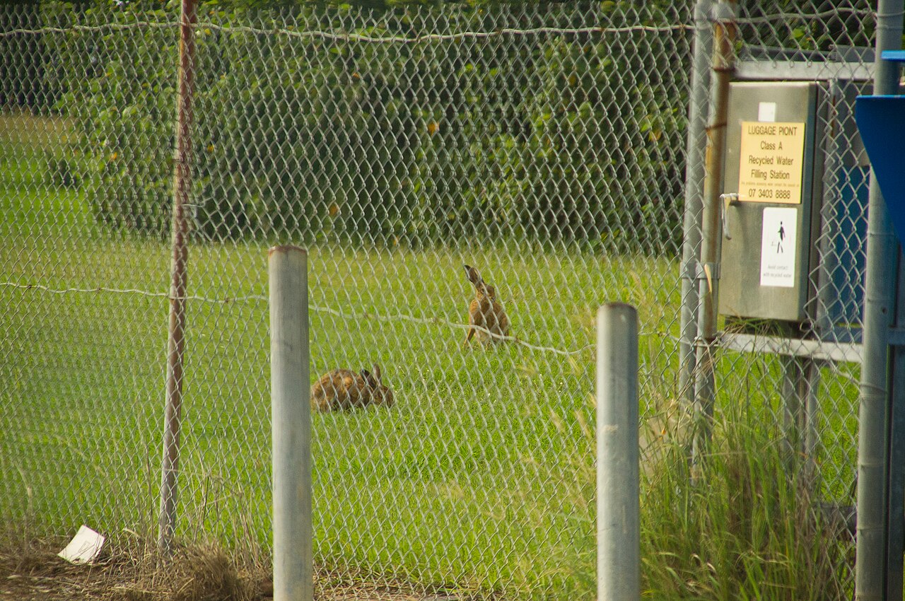 Lepre europea (Lepus europaeus), brucia giovani germogli e spoglia la corteccia