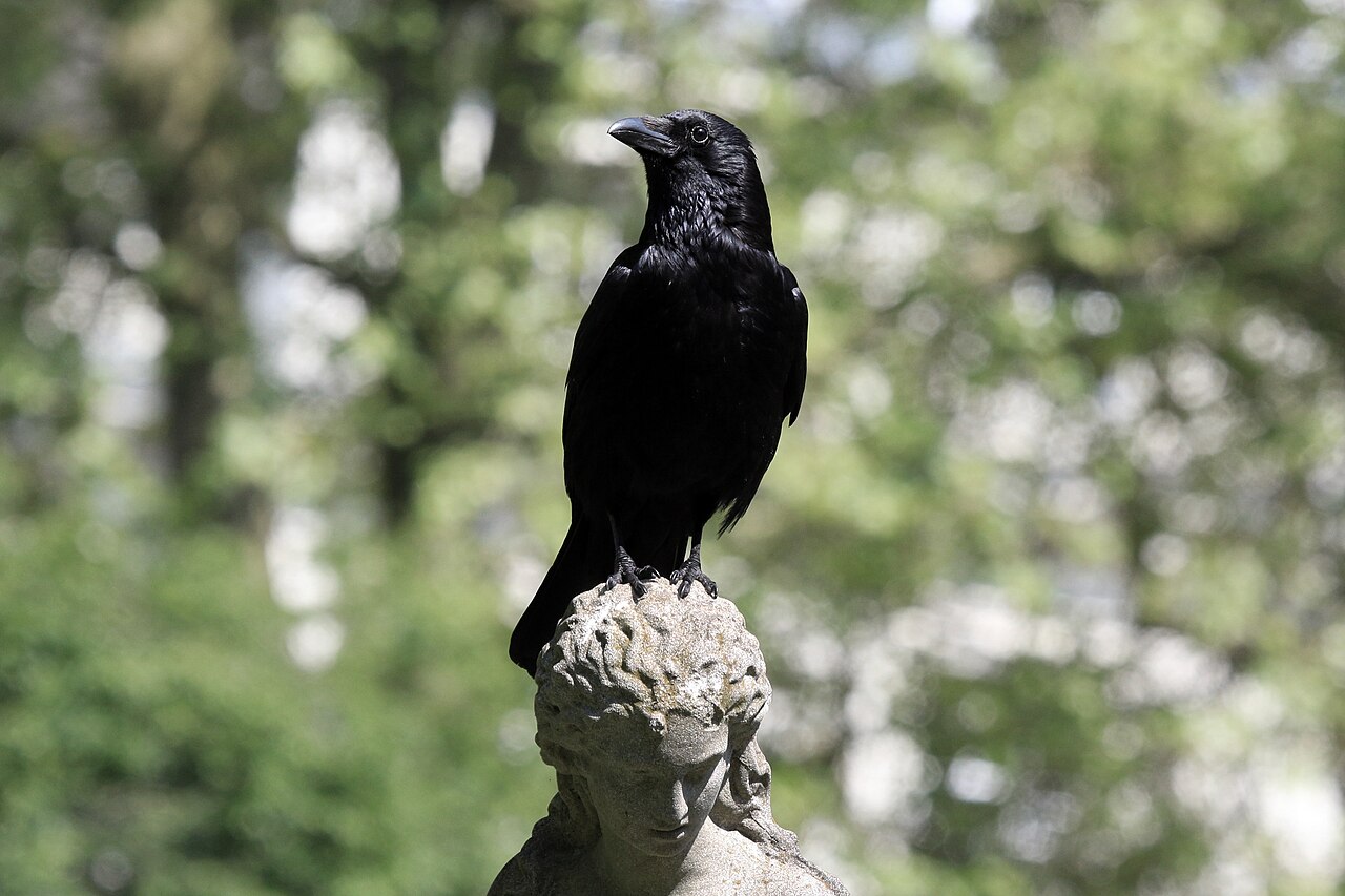 Corvo imperiale (Corvus corone), danneggia i frutti beccandoli