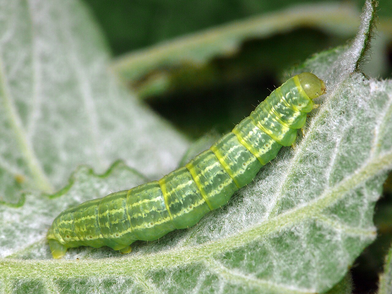 Bruco verde del piccolo geometride invernale (Operophtera brumata) di tipo geometride su una foglia