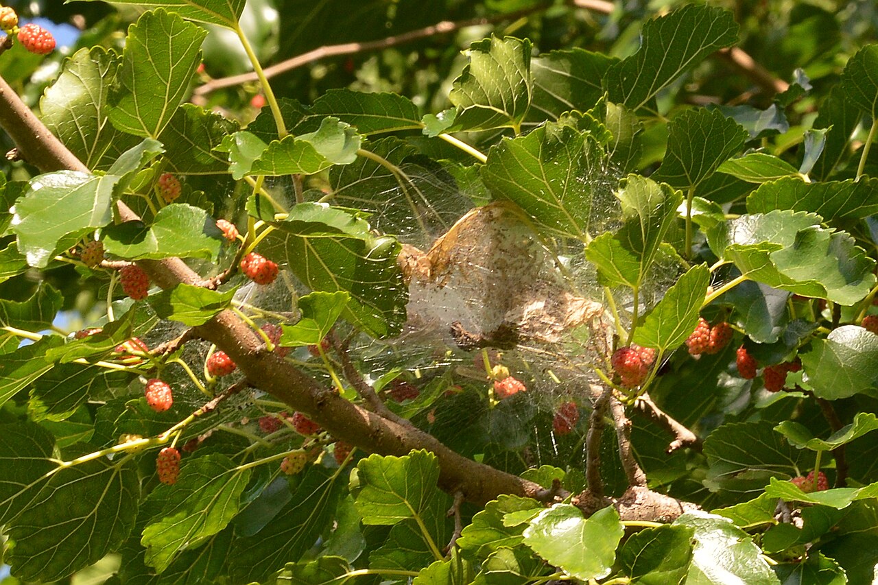 Nido bianco a ragnatela della falena americana bianca (Hyphantria cunea) sulla punta di un ramo