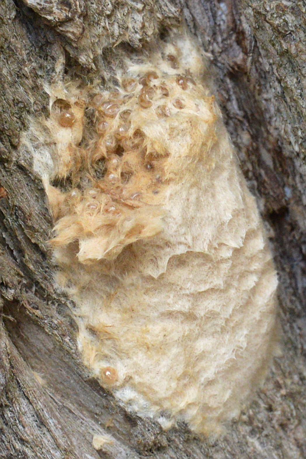 Ovatura del gambas (Lymantria dispar) ricoperta da peli giallo-marroni sulla corteccia