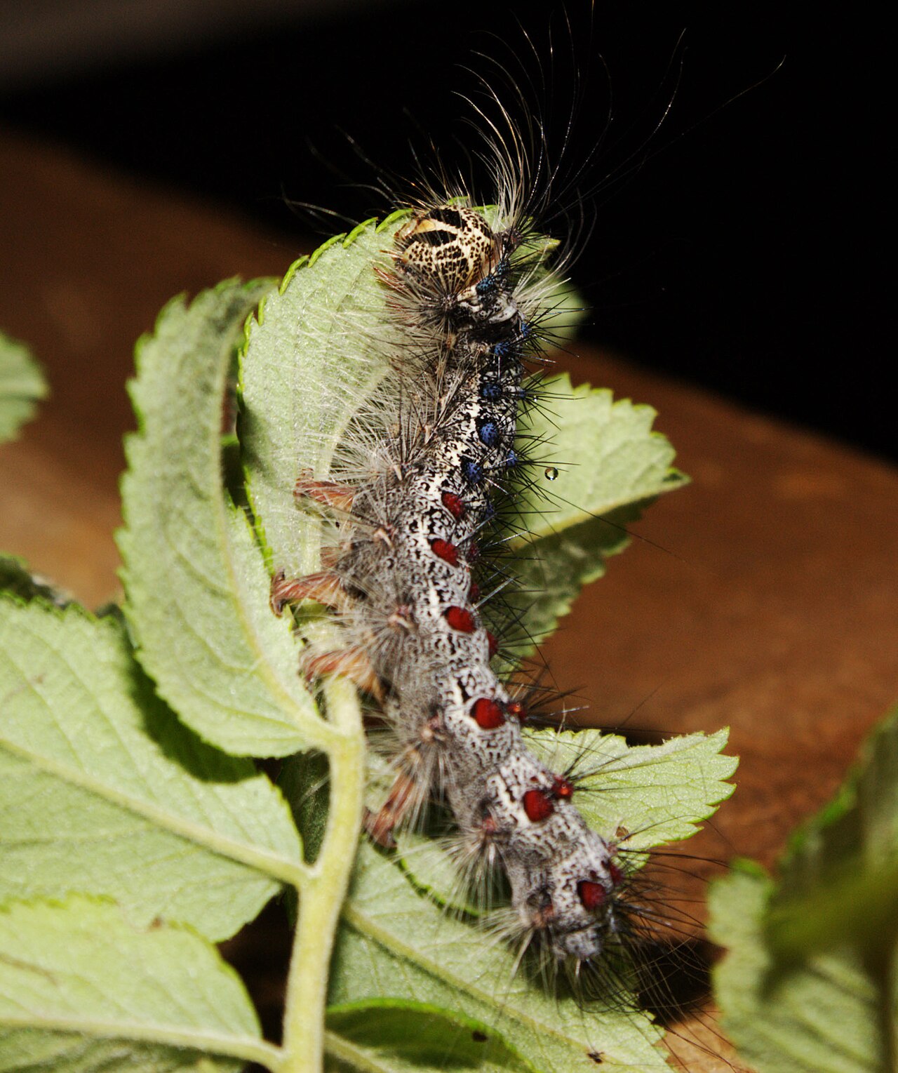 Hazel nut caterpillar on leaf