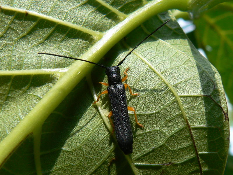 Cerambice adulto della nocciola (Oberea linearis) — corpo nero stretto e zampe gialle