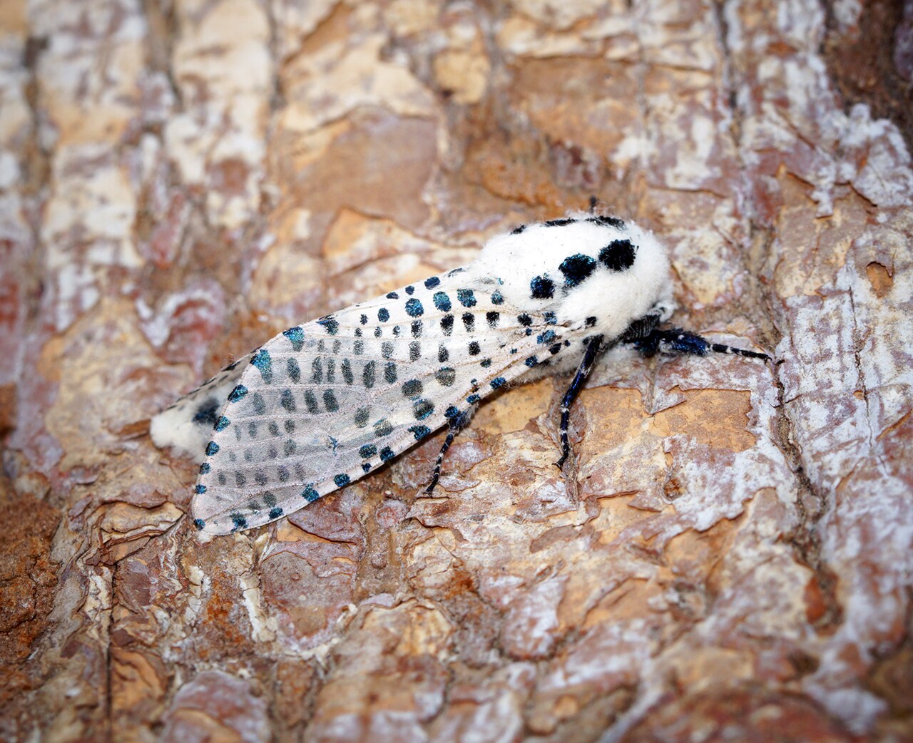 Tignola leopardina (Zeuzera pyrina) — tarcone ad ampio spettro di ospiti