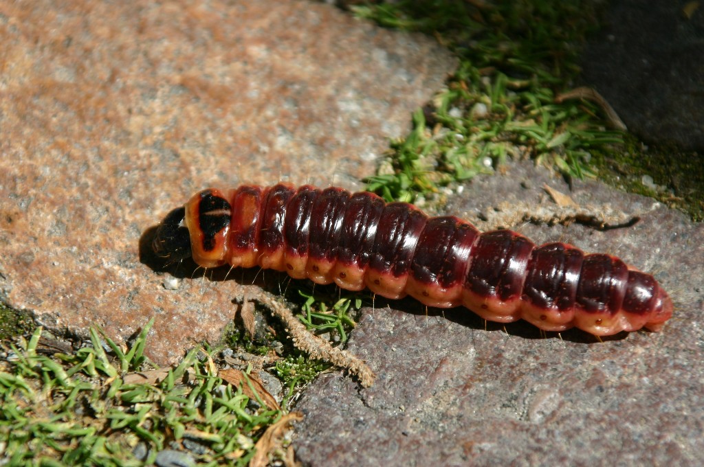 Larva del tarcone del salice (Cossus cossus) — grande bruco rossastro che scava gallerie nel fusto